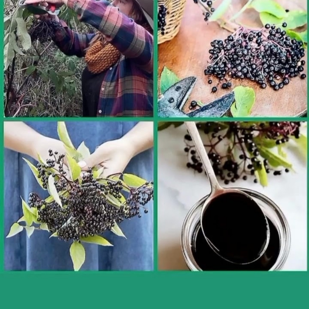 Elderberry Tonic / Syrup. - Picture 3 of 10
